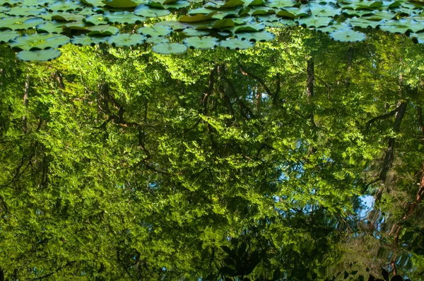 Reflexão Árvores Água Fundo Abstrato Para Projeto — Fotografia de Stock