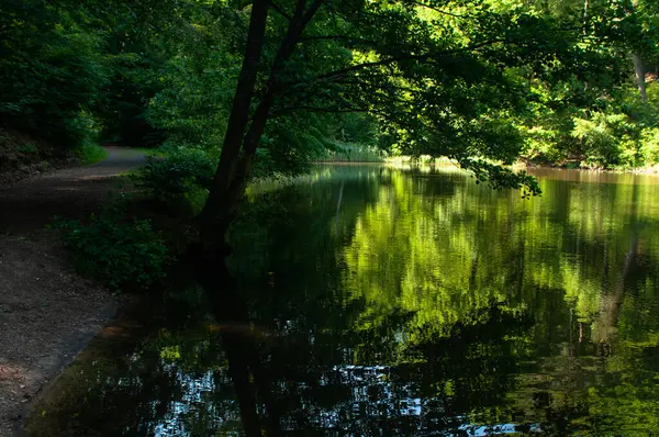 Řeka Parku Stromy Odrazy Vodní Hladině — Stock fotografie
