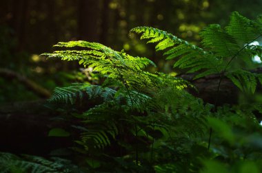 Ormanda yeşil eğrelti otları. Güzel doğal arka plan. Seçici odak noktası. Yaz ormanlarında güneş ışınları ve bulanık arkaplan içeren yeşil eğreltiotu yaprakları..