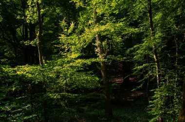 Orman ağaçları. Doğa yeşil ahşap güneş ışığı arka planı. Güneş ağaçların arasından ışıldar.
