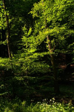 Orman ağaçları. Doğa yeşil ahşap güneş ışığı arka planı. Güneş ağaçların arasından ışıldar.