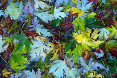 Yere düşen sonbahar yaprakları, yakın plan, arka plan asfalt üzerine düşen akçaağaç yaprakları. Sonbahar arkaplanı. Üst görünüm.