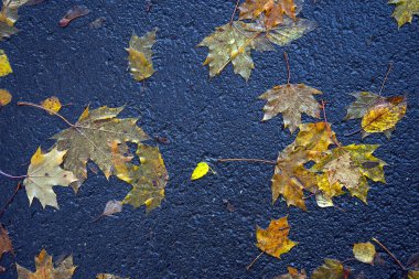 Yere düşen sonbahar yaprakları, yakın plan, arka plan asfalt üzerine düşen akçaağaç yaprakları. Sonbahar arkaplanı. Üst görünüm.