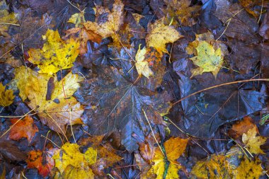 Yere düşen sonbahar yaprakları, yakın plan, arka plan asfalt üzerine düşen akçaağaç yaprakları. Sonbahar arkaplanı. Üst görünüm.