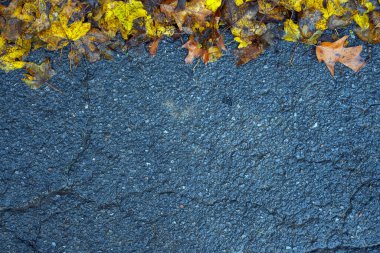 Yere düşen sonbahar yaprakları, yakın plan, arka plan asfalt üzerine düşen akçaağaç yaprakları. Sonbahar arkaplanı. Üst görünüm.