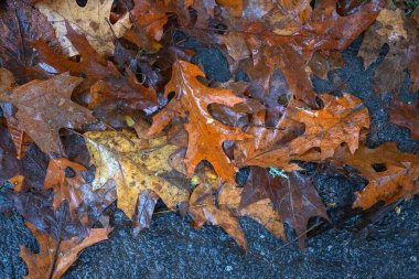Yere düşen sonbahar yaprakları, yakın plan, arka plan asfalt üzerine düşen akçaağaç yaprakları. Sonbahar arkaplanı. Üst görünüm.