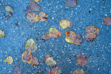 Yere düşen sonbahar yaprakları, yakın plan, arka plan asfalt üzerine düşen akçaağaç yaprakları. Sonbahar arkaplanı. Üst görünüm.