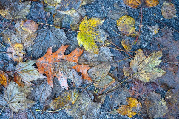 Yere düşen sonbahar yaprakları, yakın plan, arka plan asfalt üzerine düşen akçaağaç yaprakları. Sonbahar arkaplanı. Üst görünüm.