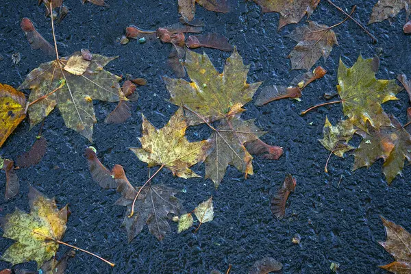 秋の紅葉は地面に クローズアップ バックグラウンドファレンマップルはアスファルトに残ります 秋の背景 トップビュー ストック写真