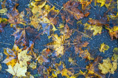 Yere düşen sonbahar yaprakları, yakın plan, arka plan asfalt üzerine düşen akçaağaç yaprakları. Sonbahar arkaplanı. Üst görünüm.
