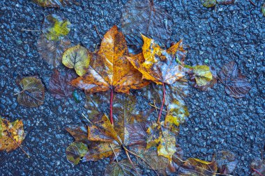 Yere düşen sonbahar yaprakları, yakın plan, arka plan asfalt üzerine düşen akçaağaç yaprakları. Sonbahar arkaplanı. Üst görünüm.