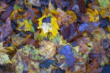 Yere düşen sonbahar yaprakları, yakın plan, arka plan asfalt üzerine düşen akçaağaç yaprakları. Sonbahar arkaplanı. Üst görünüm.