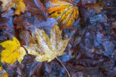 Yere düşen sonbahar yaprakları, yakın plan, arka plan asfalt üzerine düşen akçaağaç yaprakları. Sonbahar arkaplanı. Üst görünüm.
