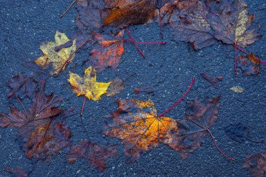 Yere düşen sonbahar yaprakları, yakın plan, arka plan asfalt üzerine düşen akçaağaç yaprakları. Sonbahar arkaplanı. Üst görünüm.