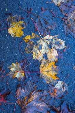 Yere düşen sonbahar yaprakları, yakın plan, arka plan asfalt üzerine düşen akçaağaç yaprakları. Sonbahar arkaplanı. Üst görünüm.