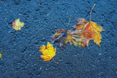 Yere düşen sonbahar yaprakları, yakın plan, arka plan asfalt üzerine düşen akçaağaç yaprakları. Sonbahar arkaplanı. Üst görünüm.