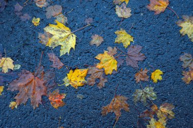 Yere düşen sonbahar yaprakları, yakın plan, arka plan asfalt üzerine düşen akçaağaç yaprakları. Sonbahar arkaplanı. Üst görünüm.