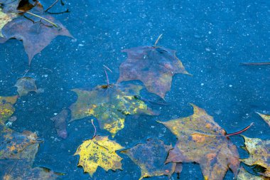 Yere düşen sonbahar yaprakları, yakın plan, arka plan asfalt üzerine düşen akçaağaç yaprakları. Sonbahar arkaplanı. Üst görünüm.
