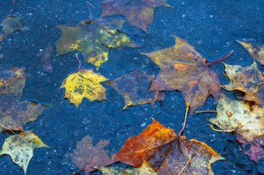 Yere düşen sonbahar yaprakları, yakın plan, arka plan asfalt üzerine düşen akçaağaç yaprakları. Sonbahar arkaplanı. Üst görünüm.