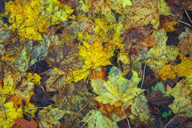Yere düşen sonbahar yaprakları, yakın plan, arka plan asfalt üzerine düşen akçaağaç yaprakları. Sonbahar arkaplanı. Üst görünüm.