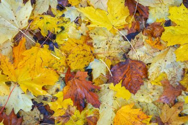 Yere düşen sonbahar yaprakları, yakın plan, arka plan asfalt üzerine düşen akçaağaç yaprakları. Sonbahar arkaplanı. Üst görünüm.