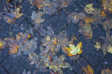 Yere düşen sonbahar yaprakları, yakın plan, arka plan asfalt üzerine düşen akçaağaç yaprakları. Sonbahar arkaplanı. Üst görünüm.