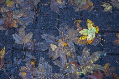 Yere düşen sonbahar yaprakları, yakın plan, arka plan asfalt üzerine düşen akçaağaç yaprakları. Sonbahar arkaplanı. Üst görünüm.