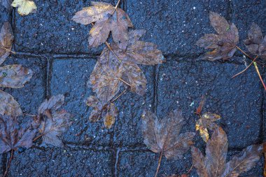 Yere düşen sonbahar yaprakları, yakın plan, arka plan asfalt üzerine düşen akçaağaç yaprakları. Sonbahar arkaplanı. Üst görünüm.