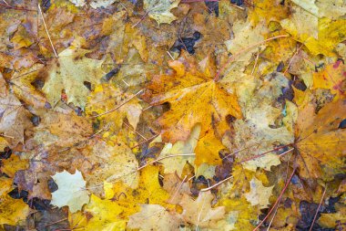 Yere düşen sonbahar yaprakları, yakın plan, arka plan asfalt üzerine düşen akçaağaç yaprakları. Sonbahar arkaplanı. Üst görünüm.