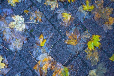 Yere düşen sonbahar yaprakları, yakın plan, arka plan asfalt üzerine düşen akçaağaç yaprakları. Sonbahar arkaplanı. Üst görünüm.