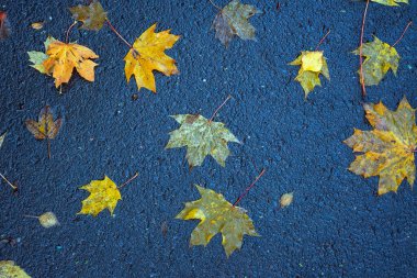 Yere düşen sonbahar yaprakları, yakın plan, arka plan asfalt üzerine düşen akçaağaç yaprakları. Sonbahar arkaplanı. Üst görünüm.