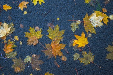 Yere düşen sonbahar yaprakları, yakın plan, arka plan asfalt üzerine düşen akçaağaç yaprakları. Sonbahar arkaplanı. Üst görünüm.