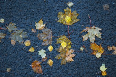 Yere düşen sonbahar yaprakları, yakın plan, arka plan asfalt üzerine düşen akçaağaç yaprakları. Sonbahar arkaplanı. Üst görünüm.