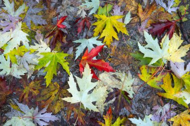 Yere düşen sonbahar yaprakları, yakın plan, arka plan asfalt üzerine düşen akçaağaç yaprakları. Sonbahar arkaplanı. Üst görünüm.