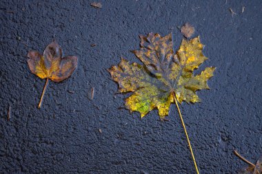 Yere düşen sonbahar yaprakları, yakın plan, arka plan asfalt üzerine düşen akçaağaç yaprakları. Sonbahar arkaplanı. Üst görünüm.