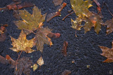 Yere düşen sonbahar yaprakları, yakın plan, arka plan asfalt üzerine düşen akçaağaç yaprakları. Sonbahar arkaplanı. Üst görünüm.