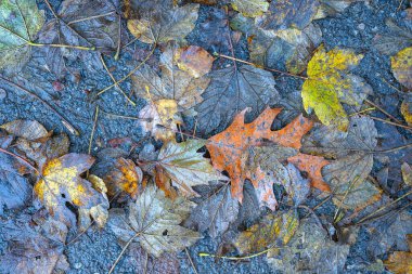 Yere düşen sonbahar yaprakları, yakın plan, arka plan asfalt üzerine düşen akçaağaç yaprakları. Sonbahar arkaplanı. Üst görünüm.