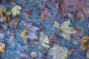 Yere düşen sonbahar yaprakları, yakın plan, arka plan asfalt üzerine düşen akçaağaç yaprakları. Sonbahar arkaplanı. Üst görünüm.