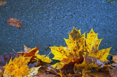 Yere düşen sonbahar yaprakları, yakın plan, arka plan asfalt üzerine düşen akçaağaç yaprakları. Sonbahar arkaplanı. Üst görünüm.
