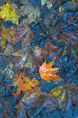 Yere düşen sonbahar yaprakları, yakın plan, arka plan asfalt üzerine düşen akçaağaç yaprakları. Sonbahar arkaplanı. Üst görünüm.