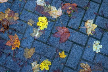 Yere düşen sonbahar yaprakları, yakın plan, arka plan asfalt üzerine düşen akçaağaç yaprakları. Sonbahar arkaplanı. Üst görünüm.