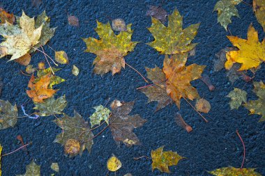 Yere düşen sonbahar yaprakları, yakın plan, arka plan asfalt üzerine düşen akçaağaç yaprakları. Sonbahar arkaplanı. Üst görünüm.
