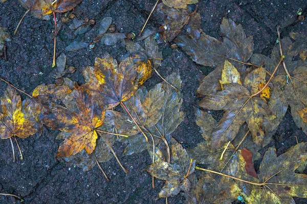 Yere düşen sonbahar yaprakları, yakın plan, arka plan asfalt üzerine düşen akçaağaç yaprakları. Sonbahar arkaplanı. Üst görünüm.