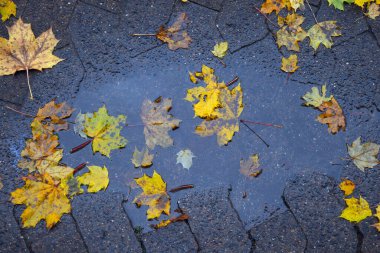 Sonbahar yaprakları asfaltta bir su birikintisinde. Ormanda yere düşen yapraklar. Sonbahar arkaplanı.