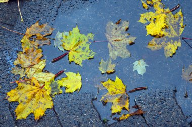 Sonbahar yaprakları asfaltta bir su birikintisinde. Ormanda yere düşen yapraklar. Sonbahar arkaplanı.