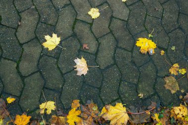 Sonbahar yaprakları asfaltta bir su birikintisinde. Ormanda yere düşen yapraklar. Sonbahar arkaplanı.