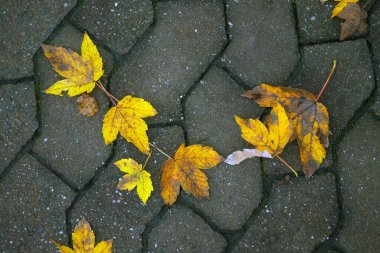 Sonbahar yaprakları asfaltta bir su birikintisinde. Ormanda yere düşen yapraklar. Sonbahar arkaplanı.