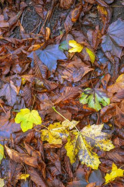 Sonbahar yaprakları asfaltta bir su birikintisinde. Ormanda yere düşen yapraklar. Sonbahar arkaplanı.