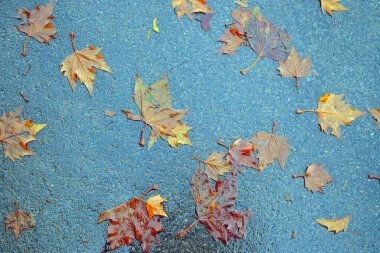 Asfalt zeminde düşen sonbahar akçaağaç yaprakları. Sonbahar arkaplanı. Islak asfaltta sonbahar yaprakları. Sonbahar arkaplanı. Yakın plan..