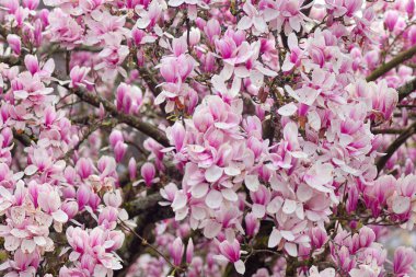 Manolya çiçekleri ilkbaharda çiçek açar. Pembe manolya çiçekleri. Pembe çiçekli güzel manolya ağaçları. Doğal arkaplan.